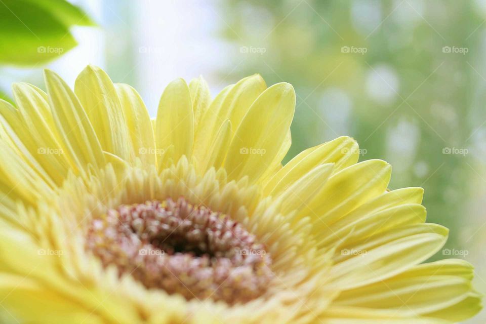 Yellow flower close up