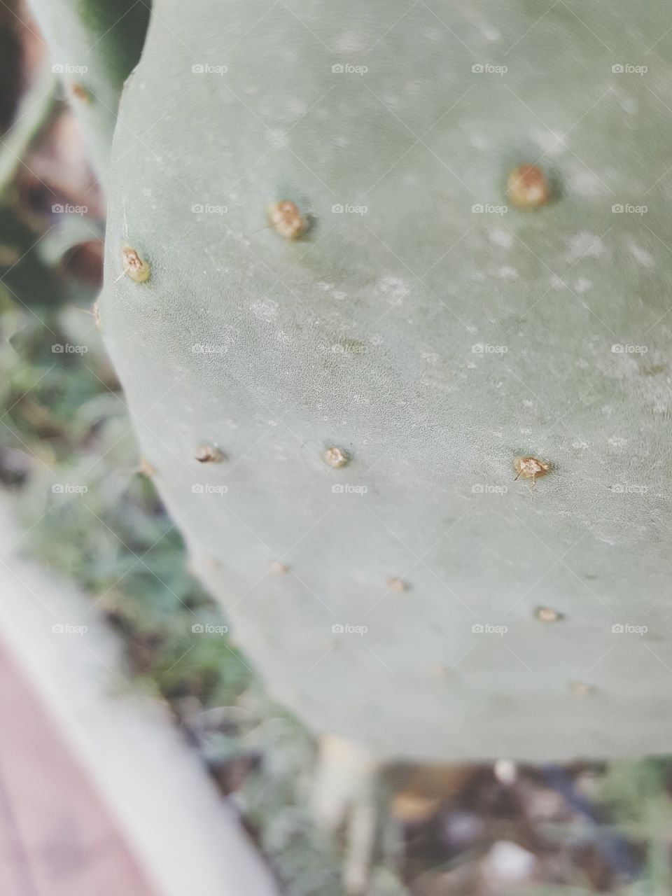 Cactus close-up