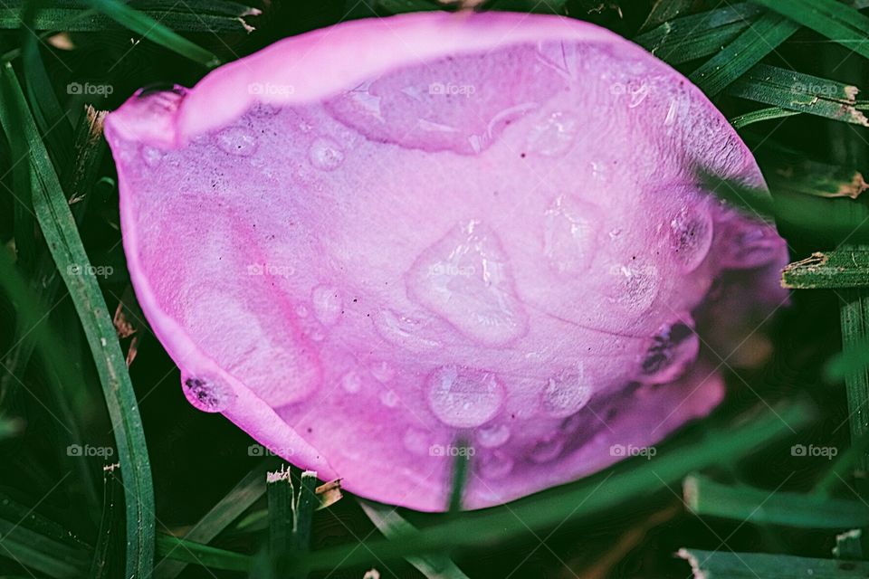 Rose Petal With Dew, Macro Shot Of A Flower Petal, Pink Rose Petals, Flowers In Nature, Portraits Of Flowers 