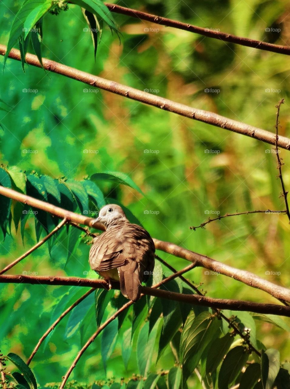 A dove on a tree branch