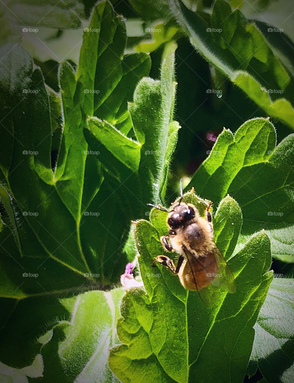 Bee just hanging out 