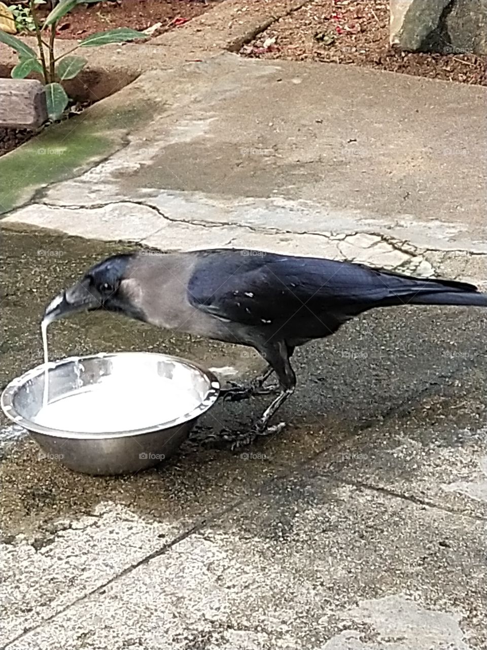 cute crow