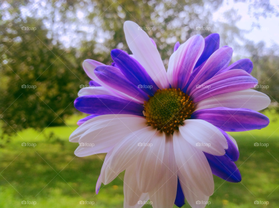 nature flower blue purple by ohmygoditsxavier