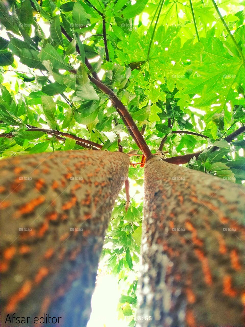 🌴 Tree Editing HD Photo