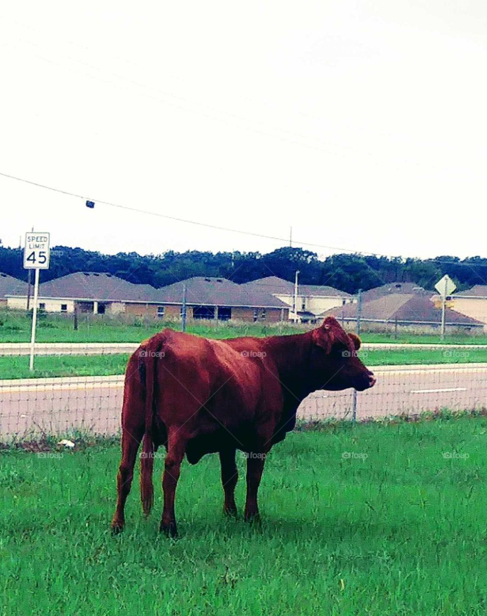 Lone Cow