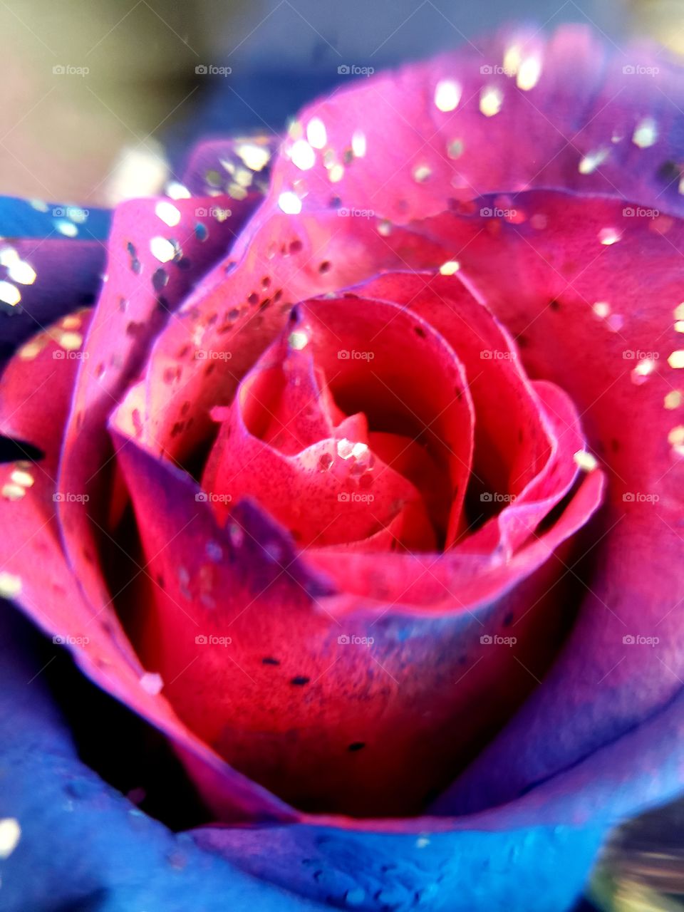 Close up of a beautiful pink and blue rose, speckled with glitter.