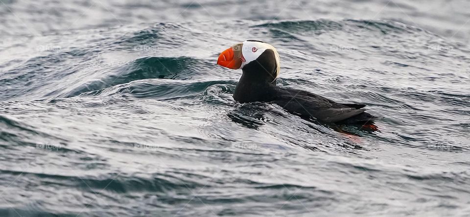 Tufted puffin riding the waves