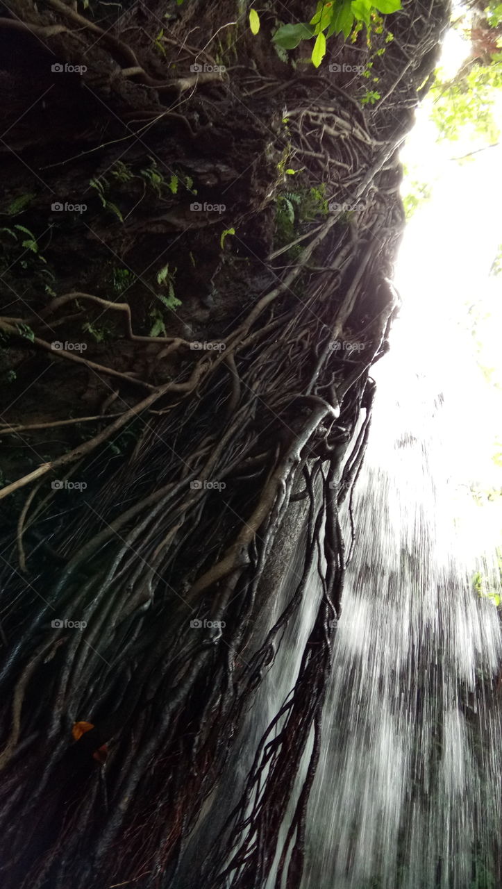 roots water together.....