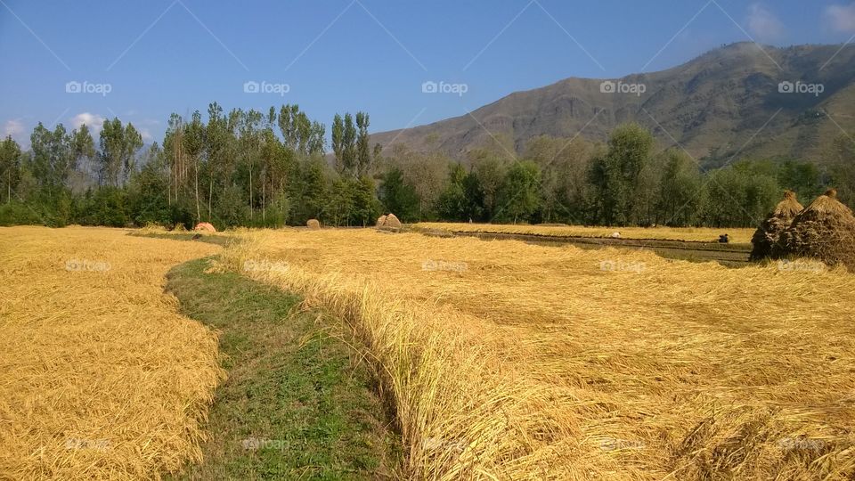 Golden. paddy