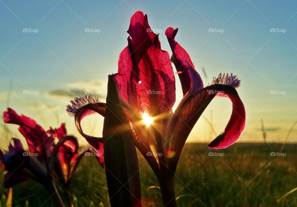 Wild flowers sunset