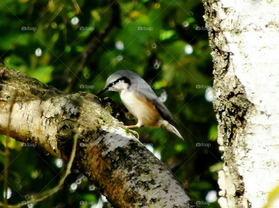 Nuthach in tree