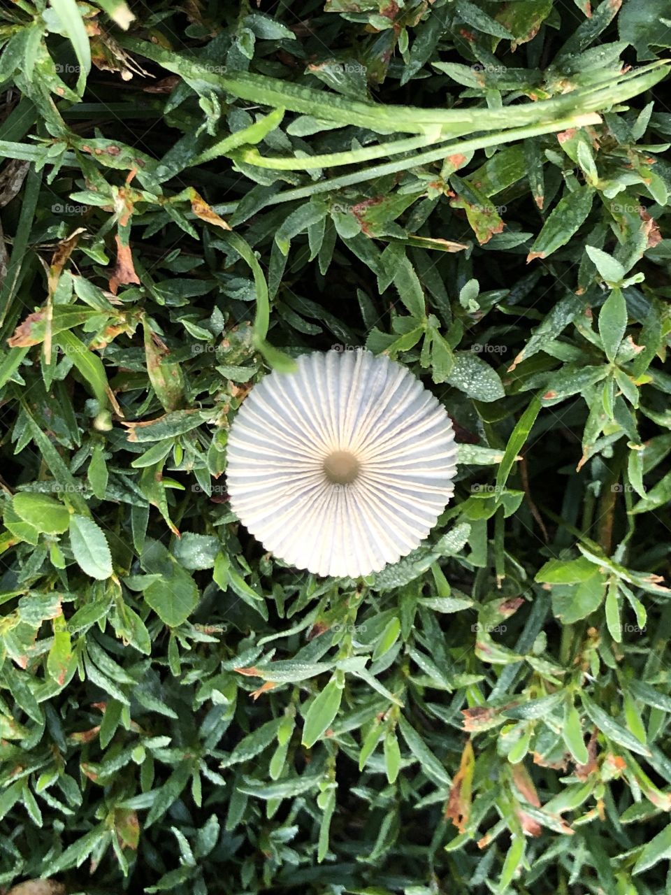 Fairy mushroom from above. 