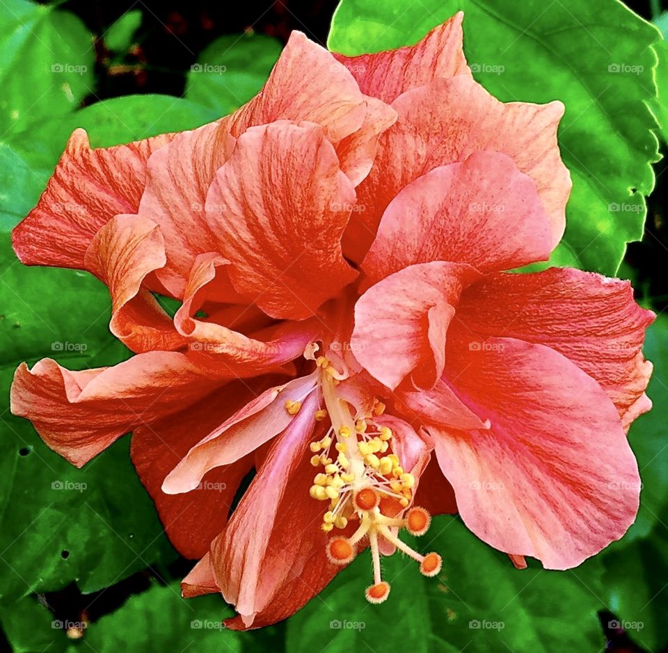 Hibiscus flower