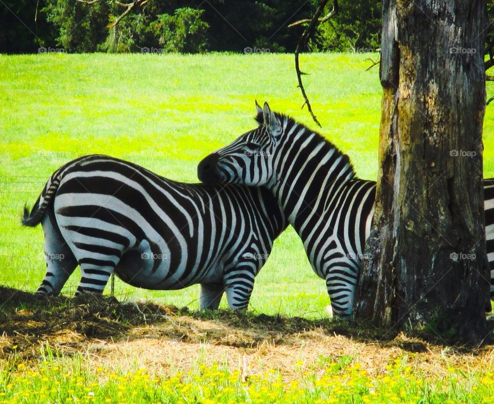 Zebra love