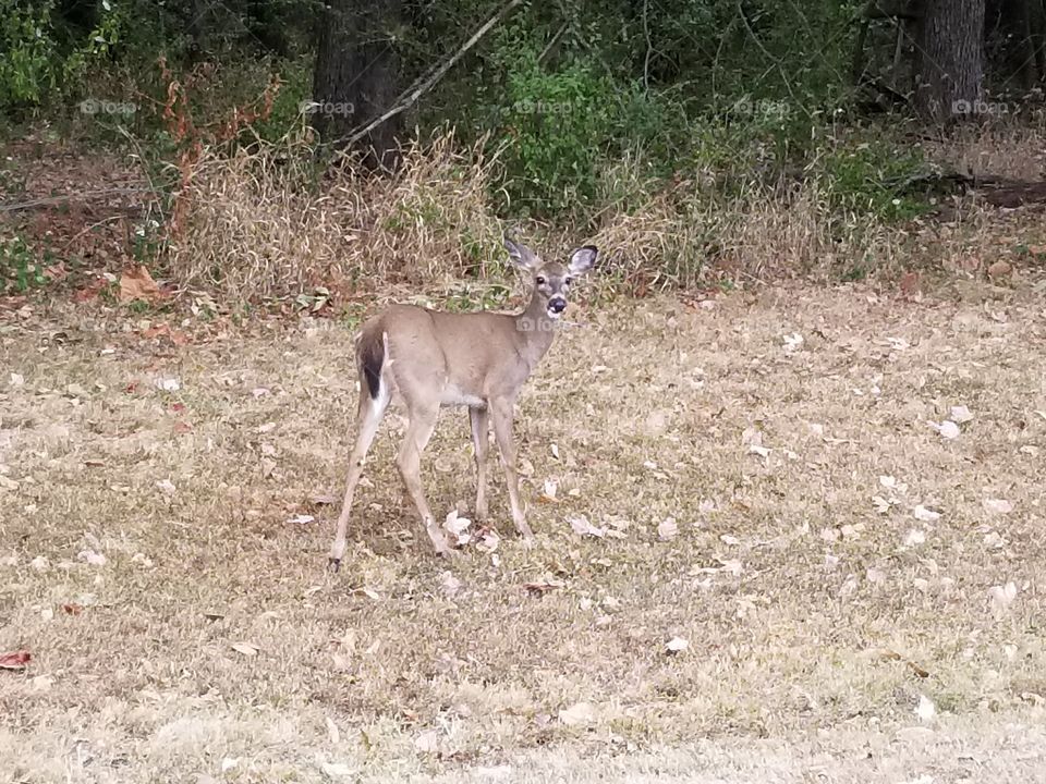 young deer