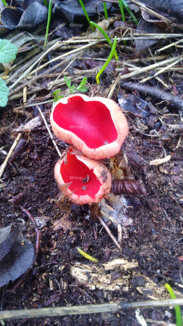 Vibrant mushrooms