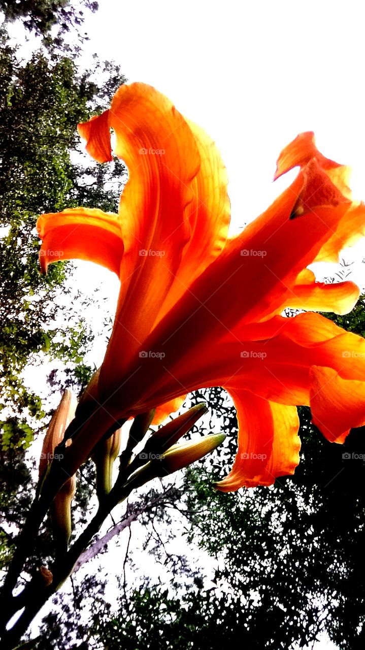 shot taken from under and up daylilies reaching for the sky
