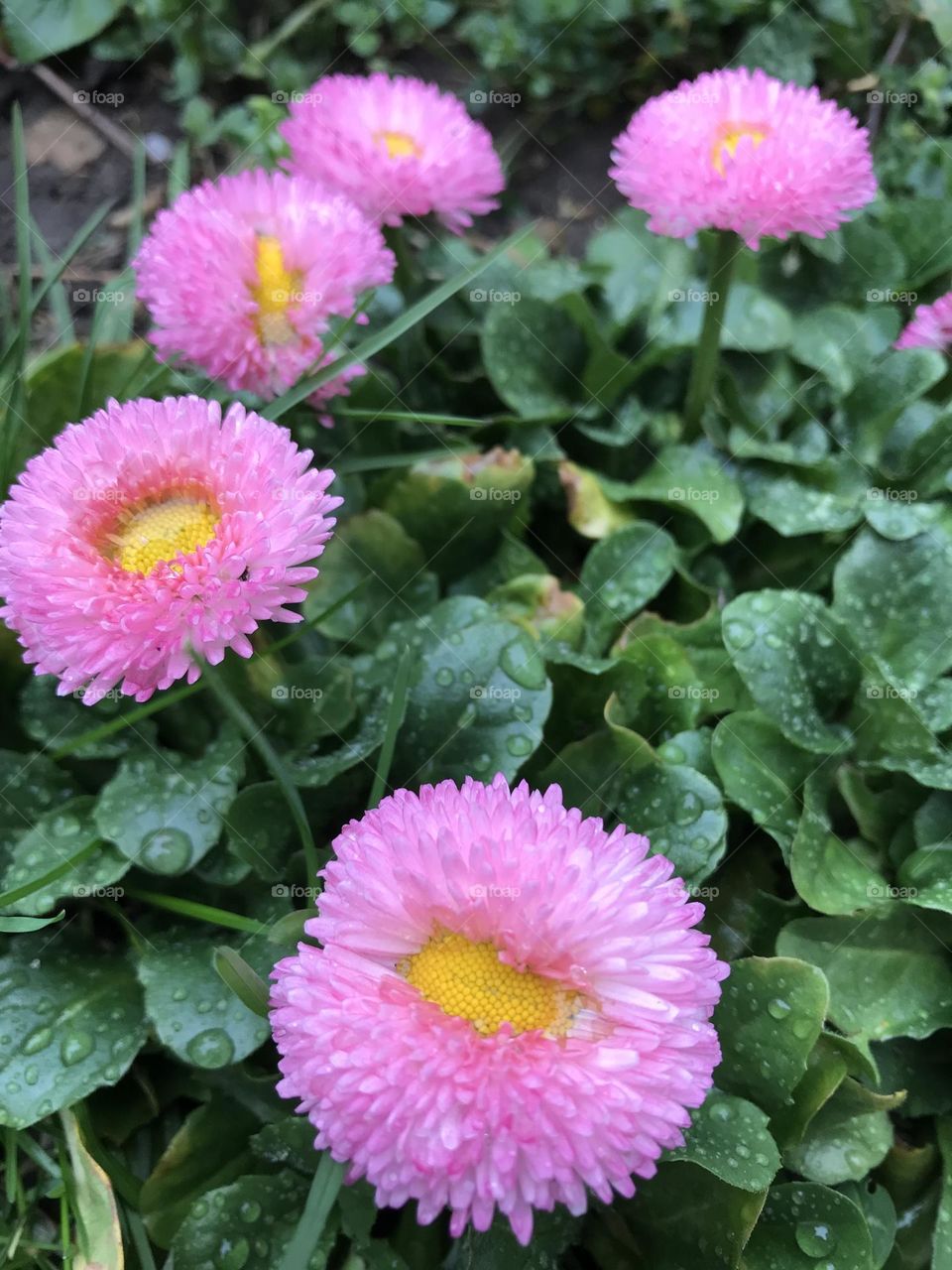 Pink daisies 