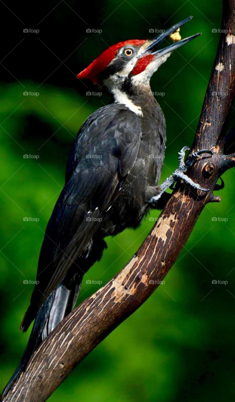A Woodpecker Bird