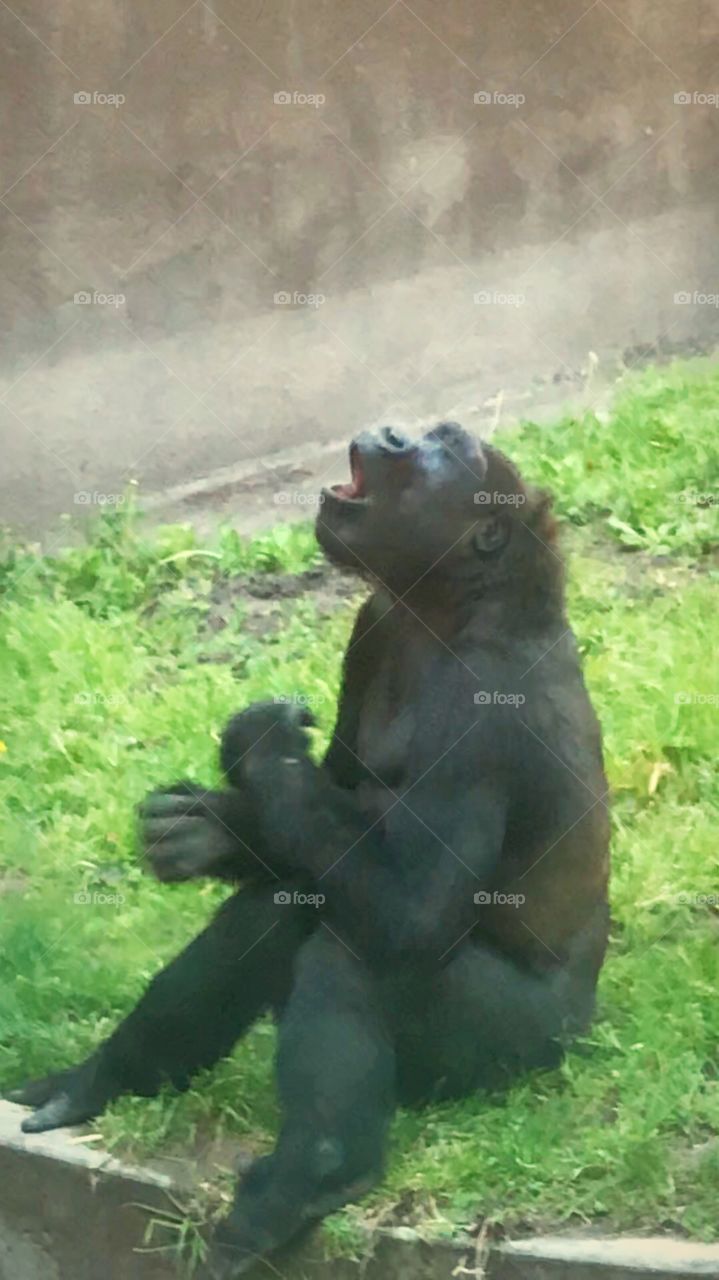 Gorilla yelling 