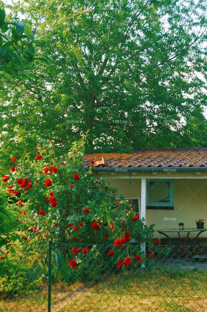 little house with roses