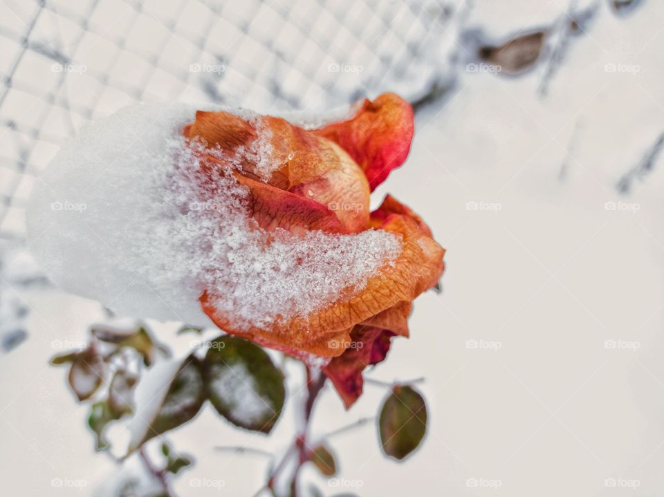 A snow-covered orange rose in garden.