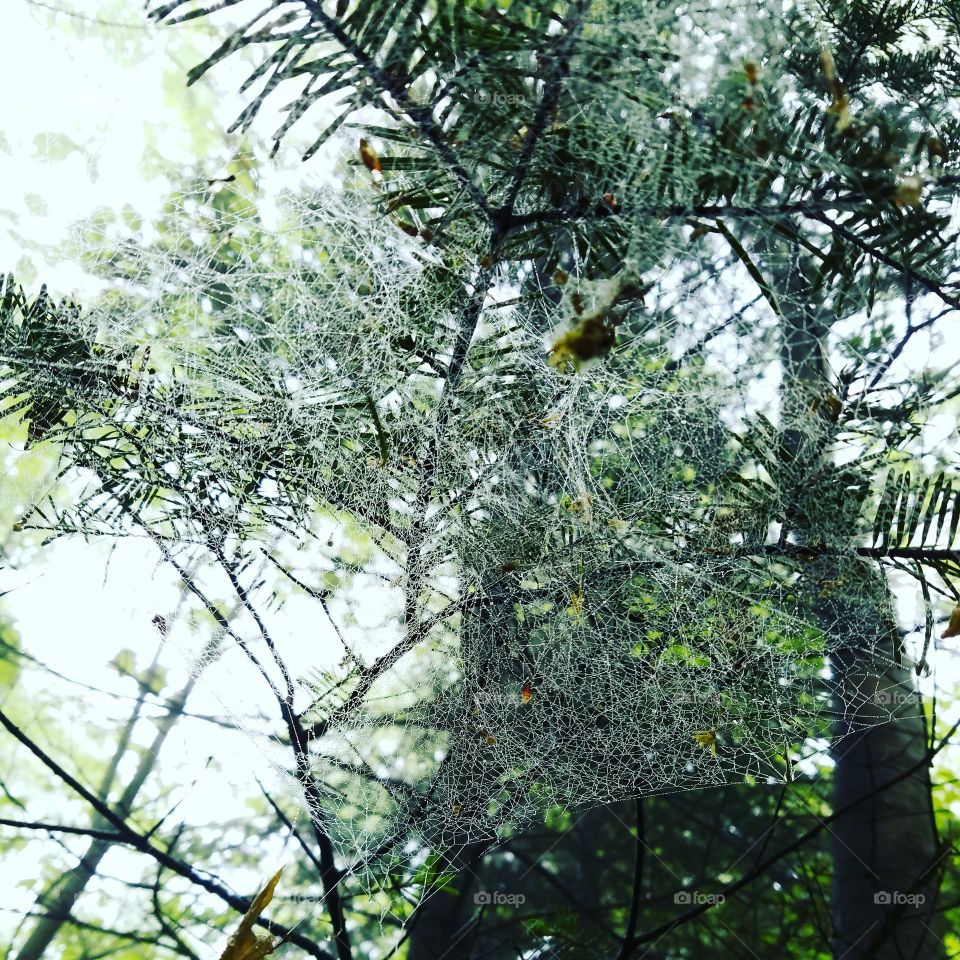 A Spiderweb after rain in tree branches in pine trees, outdoors
