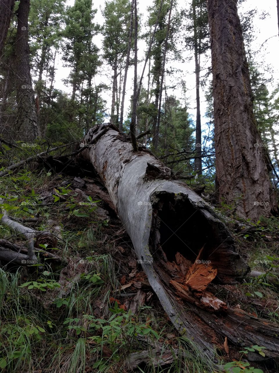 old broken log