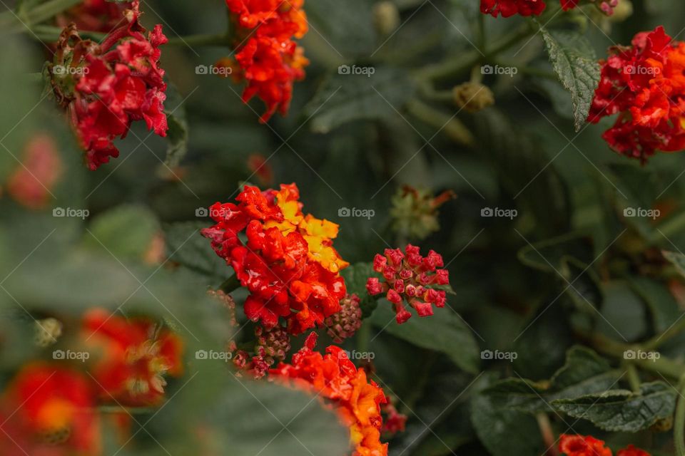 Colorful flowers 