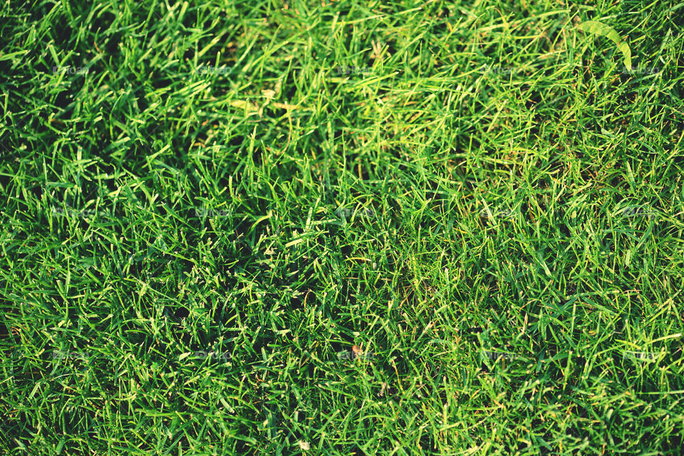 fullframe image of grass. background