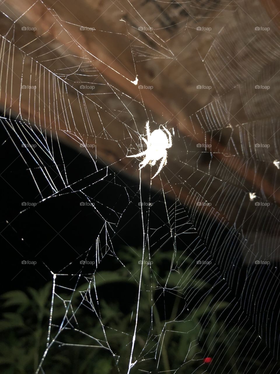 White Light Illuminates a Spider 