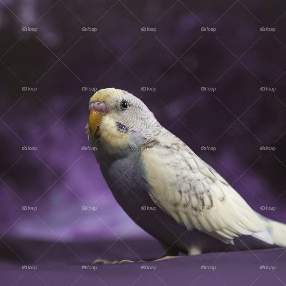 Baby budgie in a purple area