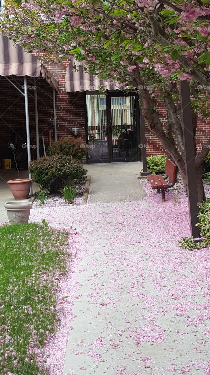 cherry blossoms blowing in the wind