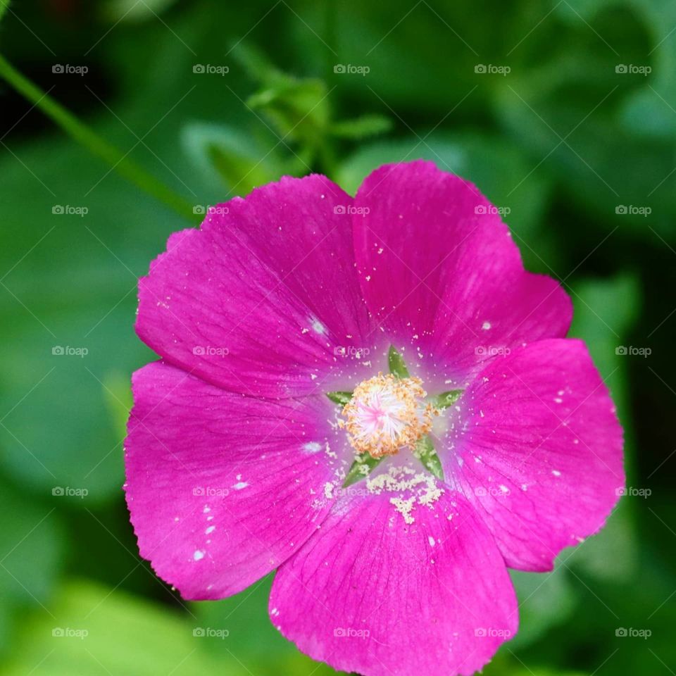 pink flower