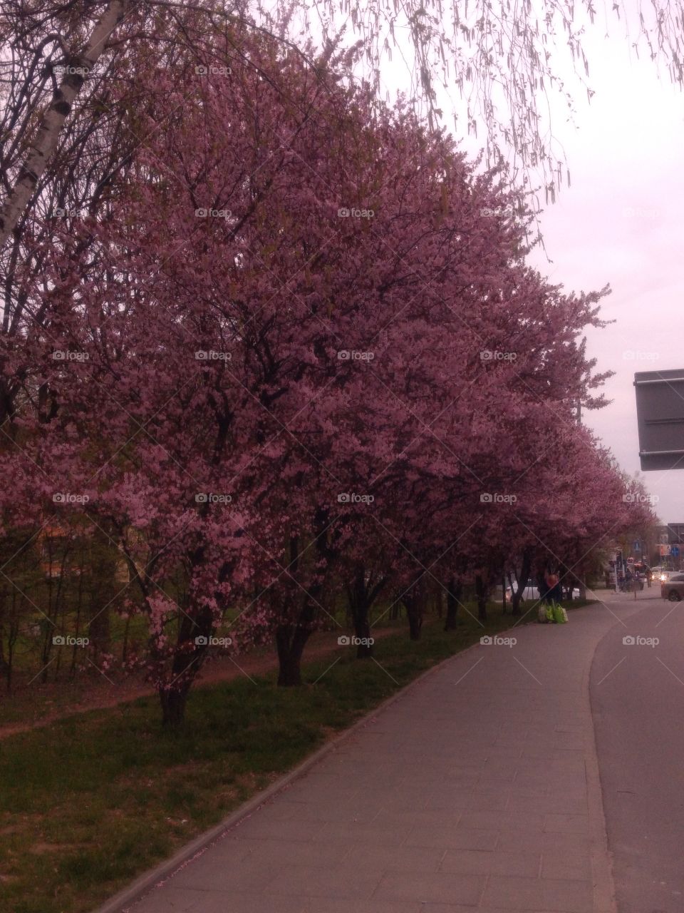 Spring in Cracov