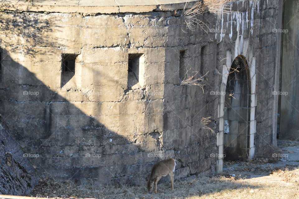 Deer next to ancient fort