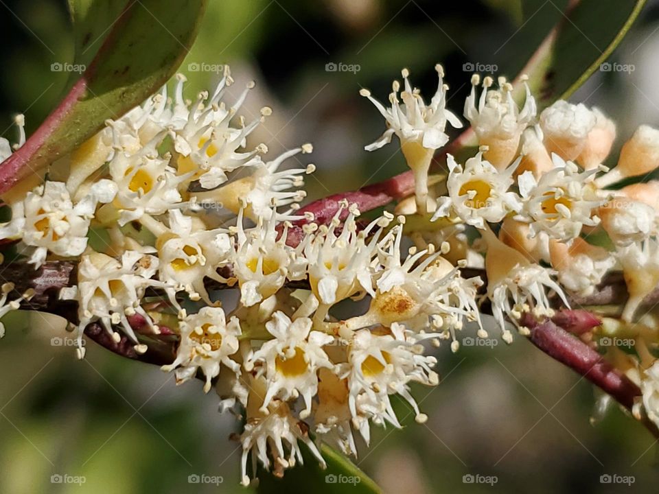 The beautiful unique fragrant cluster flowers of the cherry laurel compacta shrub.