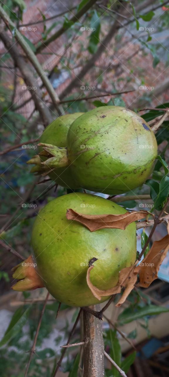 Pomegranate is a fruit plant that can grow up to five to eight meters