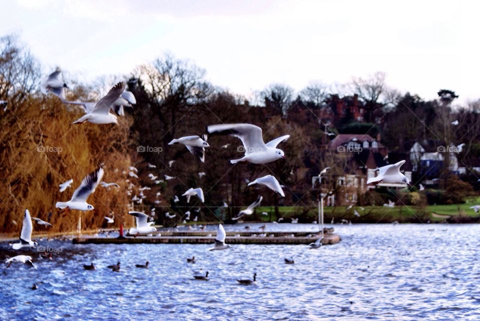 Flying gulls