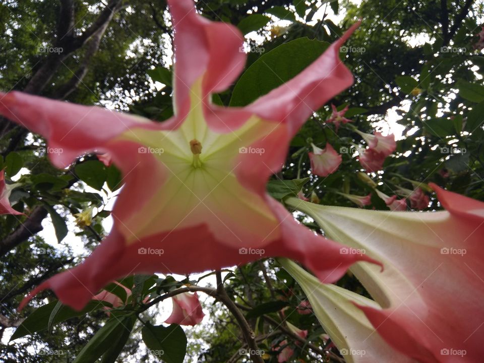 OPEN FLOWER CLOSEUP