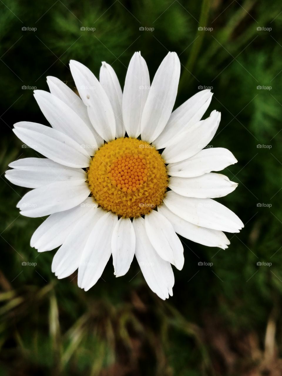 Daisy Flower in Bloom