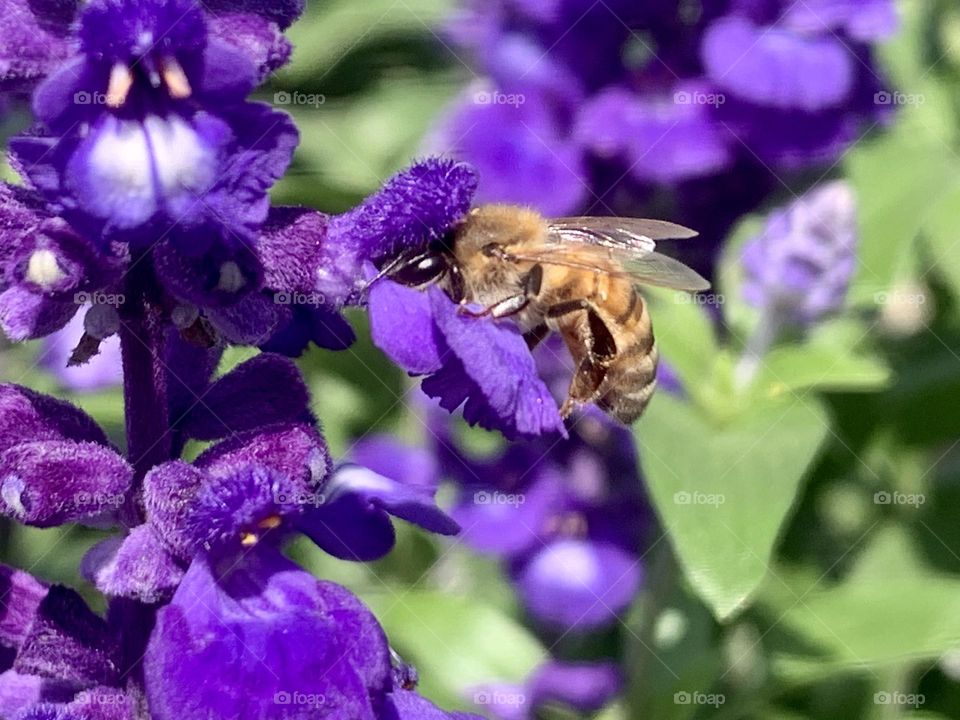 Bee in a purple flower 