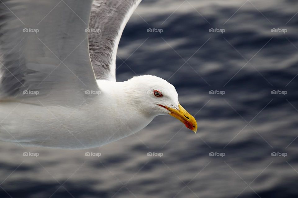 Seagull in flight