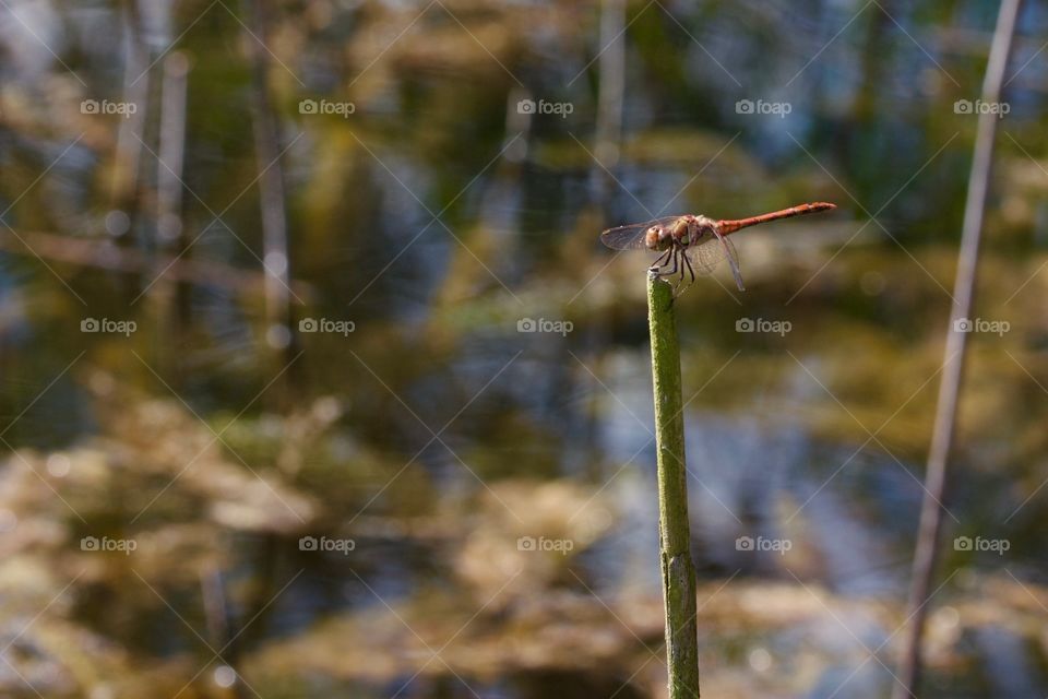 Dragonfly on plant stem