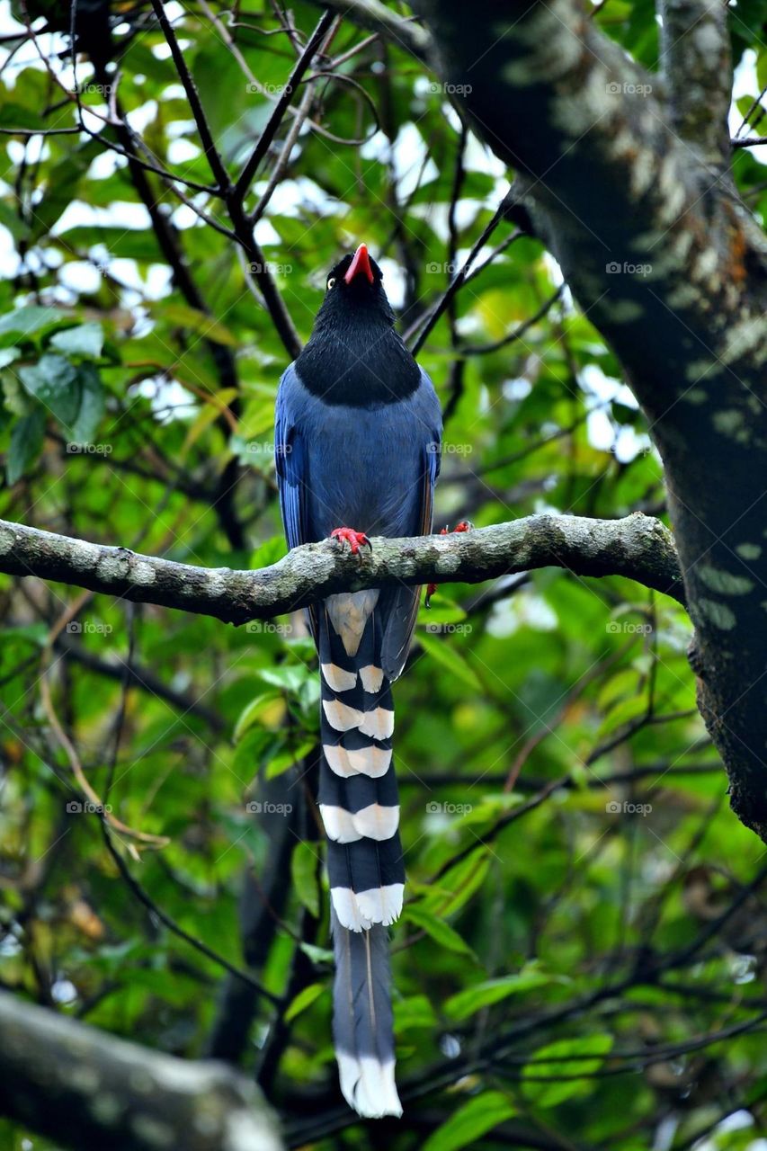 Beautiful and cute bird