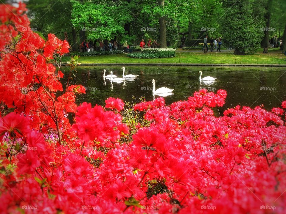 Keukenhof Holland