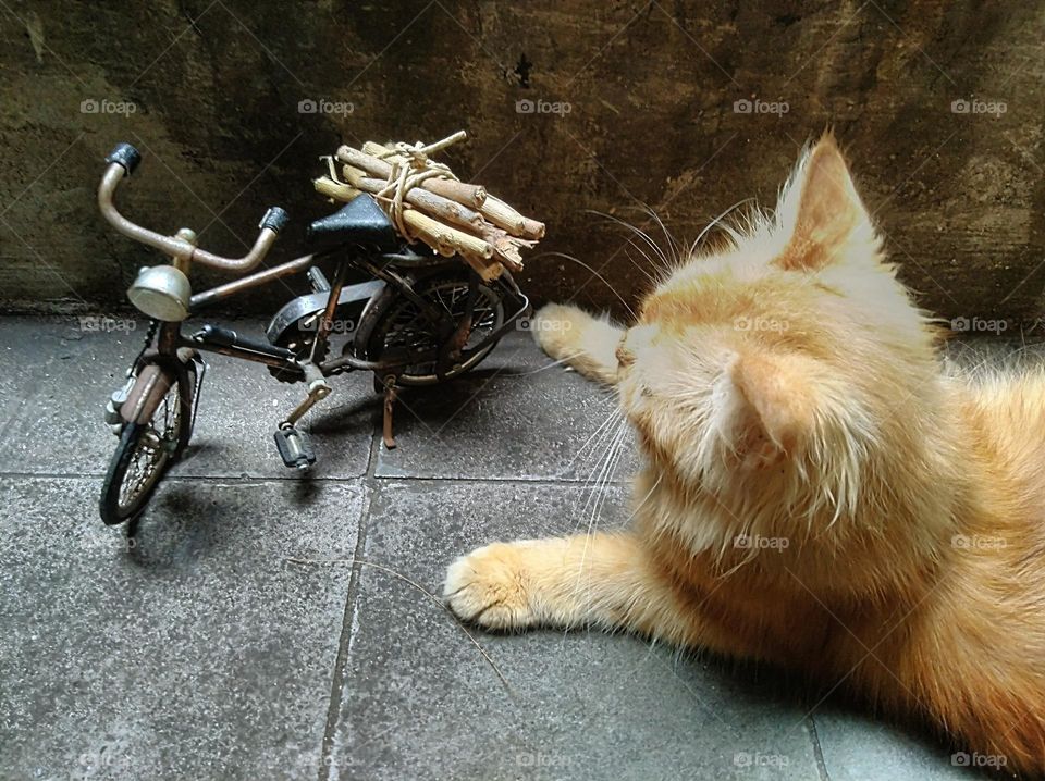 The world of liliput