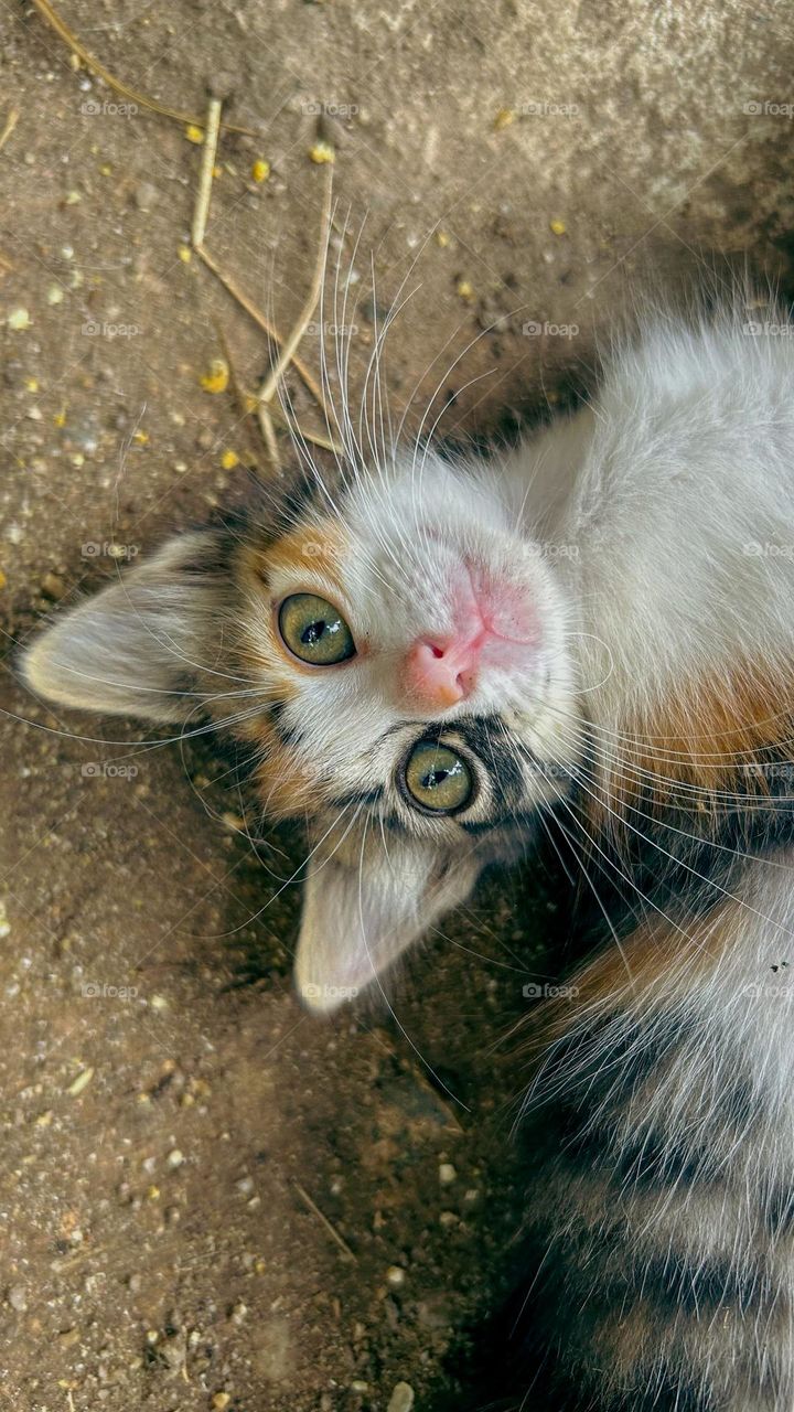 Cute kitten