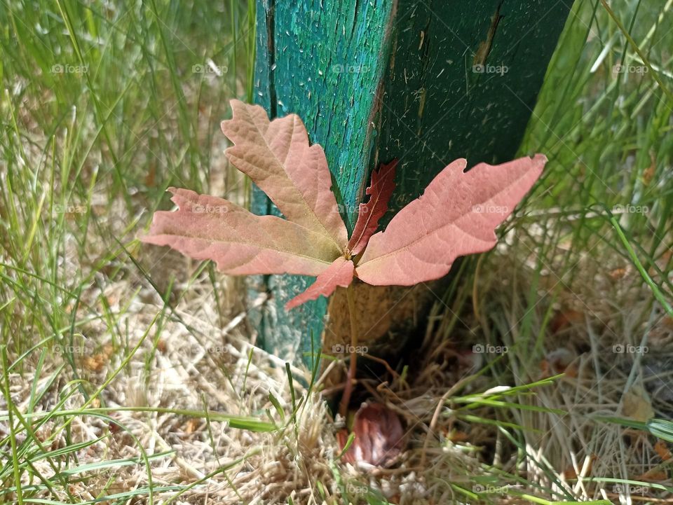 An oak is a tree or shrub in the genus Quercus of the beech family, Fagaceae