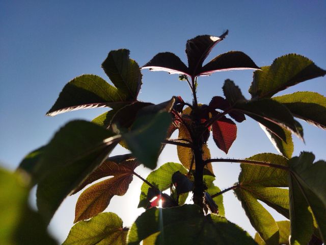 my garden plant in morning captured